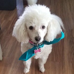 Posh Ambassador, Madi